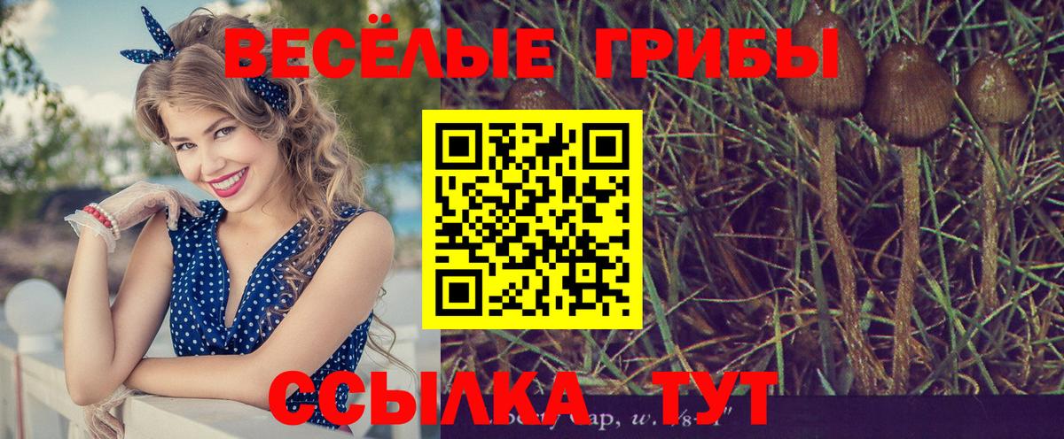 Псилоцибиновые грибы прущие грибы Сальск